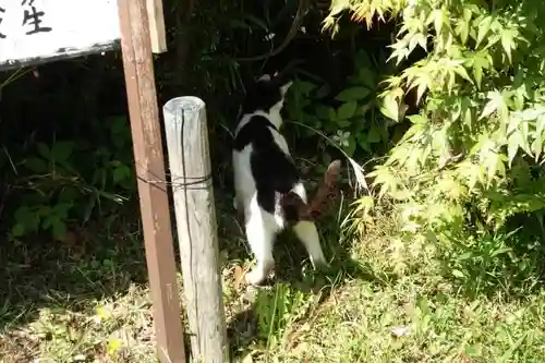 浄瑠璃寺の動物