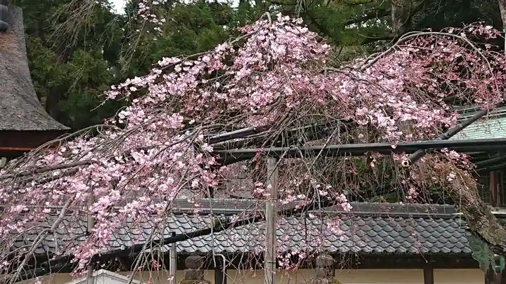 多賀大社の自然