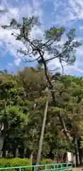 熊野神社の自然