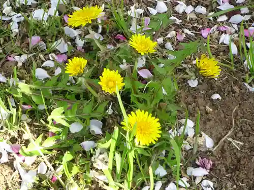 医王寺薬師堂(恩田薬師堂)の自然