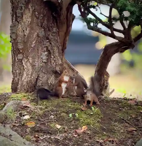伊達神社(北海道)