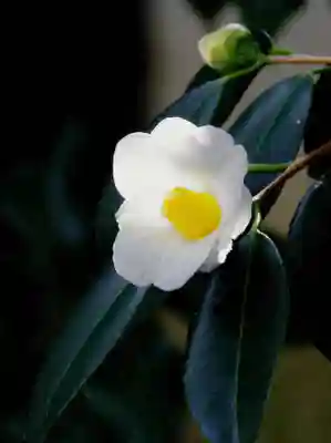 三津厳島神社(愛媛県)