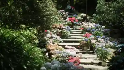 岡寺(龍蓋寺)(奈良県)
