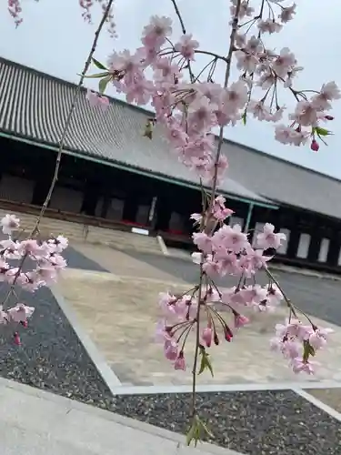 蓮華王院（三十三間堂）の自然