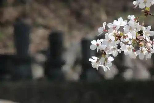 国宝 大法寺の自然