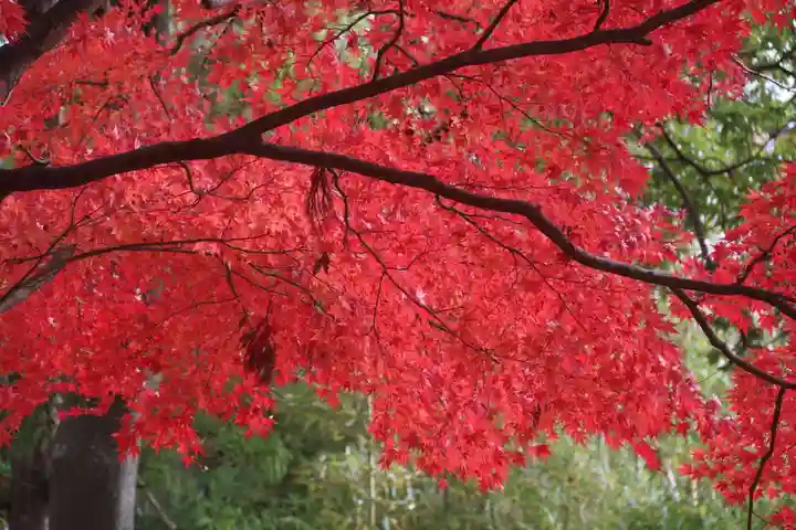 國祖神社の自然