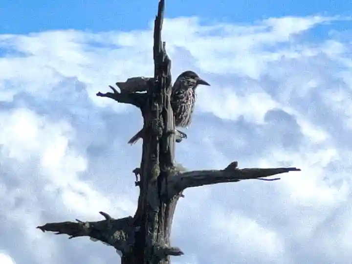 東花童子の自然