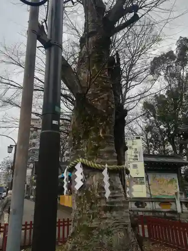 大國魂神社の自然