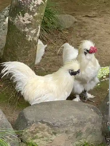武田神社の動物