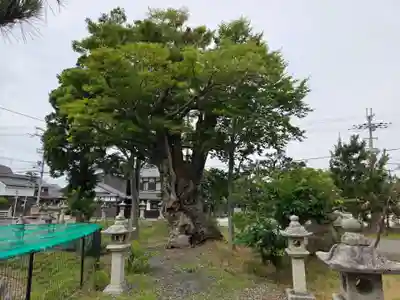 日枝神社(滋賀県)