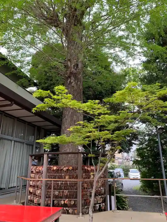 越谷香取神社の自然