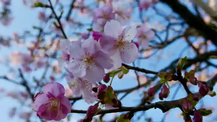 武州白子熊野神社の{uncategorized: "未分類", other: "その他", undefined: "問題あり", building: "その他建物", grave: "お墓", sacred_gate: "鳥居", guardian: "狛犬", statue: "像", buddha: "仏像", history: "歴史", nature: "自然", garden: "庭園", animal: "動物", pagoda: "塔", temizu: "手水舎", mountain_gate: "山門・神門", sanctuary: "本殿・本堂", subordinate: "末社・摂社", art: "芸術", scenery: "景色", jizo: "地蔵", ema: "絵馬", goshuin: "御朱印", omikuji: "おみくじ", items: "授与品その他", amulet: "お守り", goshuincho: "御朱印帳", eats: "食事", festival: "お祭り", votive_dance: "神楽", shichigosan: "七五三参", wedding: "結婚式", experience: "体験その他", initially: "初詣", around: "周辺", anti_infection: "感染症対策"}