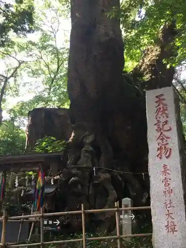 來宮神社の自然