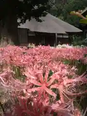 横浜　西方寺の自然