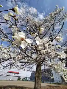 厚別神社(北海道)(2024年04月19日(金) 13時48分32秒投稿)