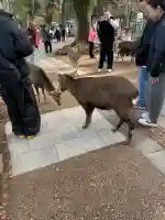 興福寺(奈良県)