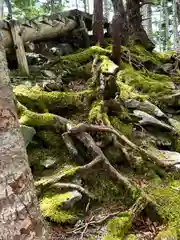 山家神社奥宮の自然