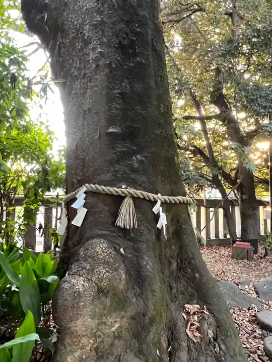 川越氷川神社の自然