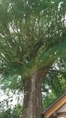 手取天満宮の自然