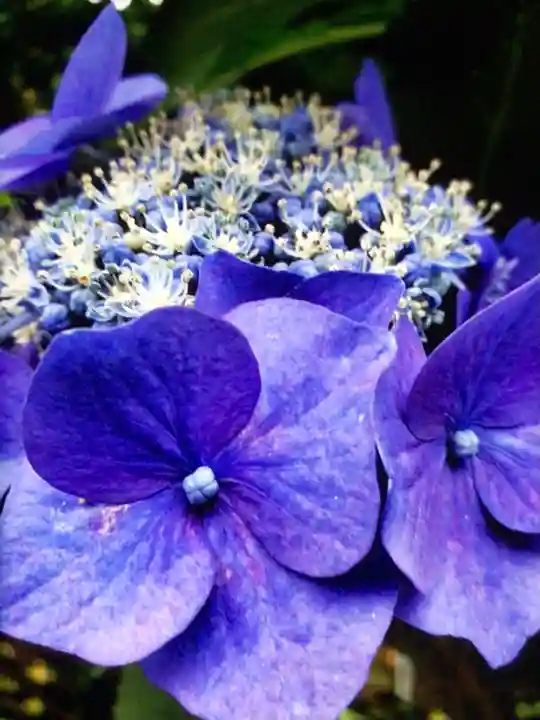 宝祥寺(東京都)