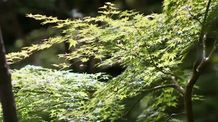 祇王寺(京都府)