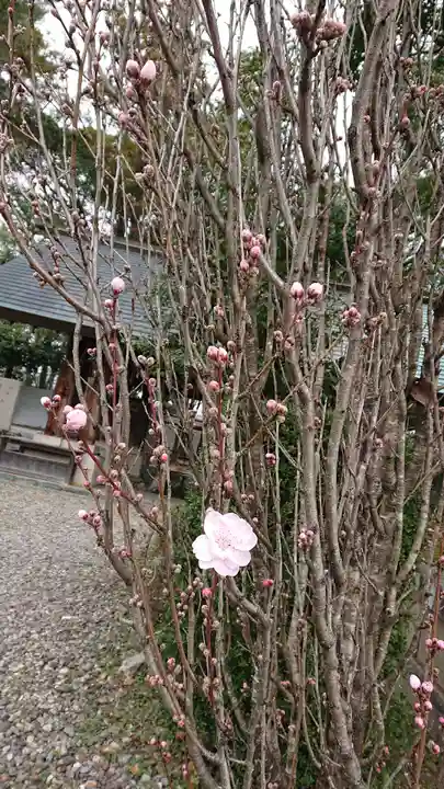 滋賀県護国神社の自然