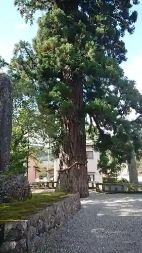 飛騨一宮水無神社の自然