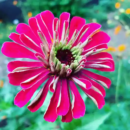 豊景神社の自然