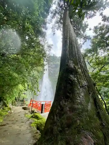 飛瀧神社（熊野那智大社別宮）の自然