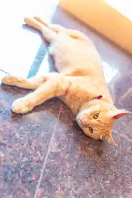 日蓮宗　宏善寺(東京都)