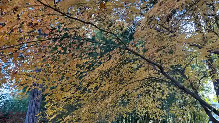 鹿王院(京都府)