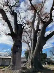 木留神社の自然