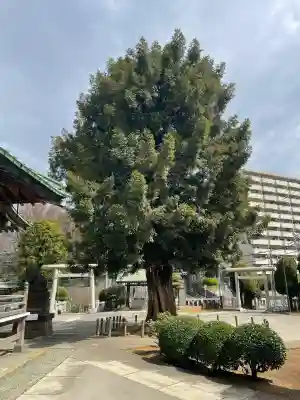 諏訪神社(東京都)