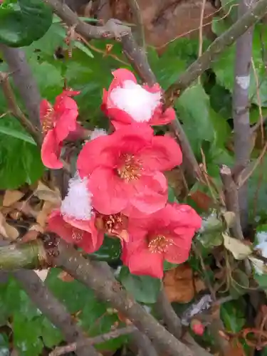 若宮八幡宮 (神奈川県)