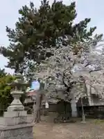 八幡社 春日社合殿(愛知県)