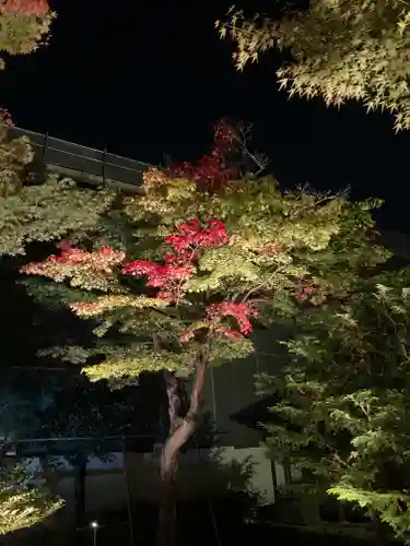 高台寺（高台寿聖禅寺・高臺寺）の自然