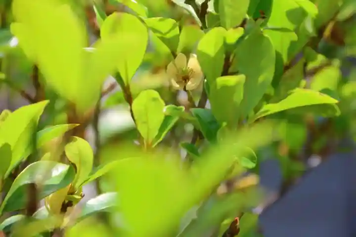 阿邪訶根神社の自然