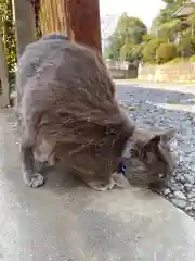 佐野赤城神社の動物