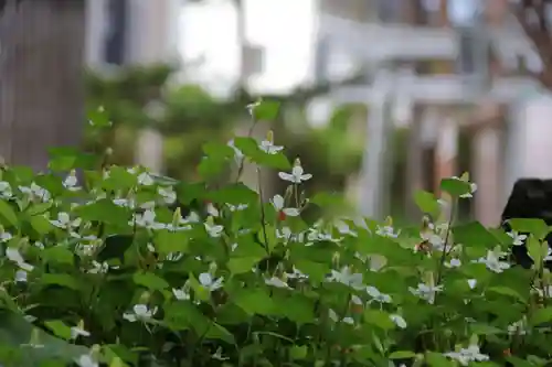 豊景神社の自然