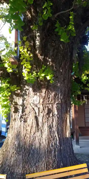 和田神社の自然