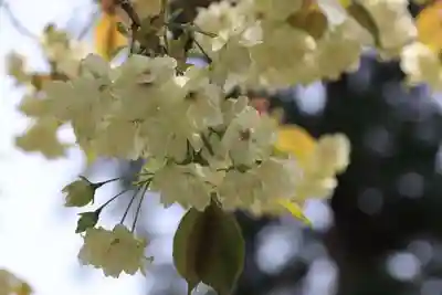諏訪神社の自然
