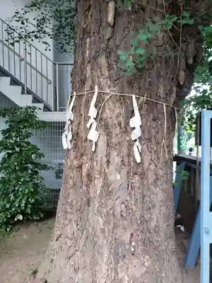 箒銀杏天満宮の自然