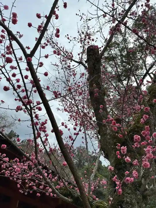 春日大社の{uncategorized: "未分類", other: "その他", undefined: "問題あり", building: "その他建物", grave: "お墓", sacred_gate: "鳥居", guardian: "狛犬", statue: "像", buddha: "仏像", history: "歴史", nature: "自然", garden: "庭園", animal: "動物", pagoda: "塔", temizu: "手水舎", mountain_gate: "山門・神門", sanctuary: "本殿・本堂", subordinate: "末社・摂社", art: "芸術", scenery: "景色", jizo: "地蔵", ema: "絵馬", goshuin: "御朱印", omikuji: "おみくじ", items: "授与品その他", amulet: "お守り", goshuincho: "御朱印帳", eats: "食事", festival: "お祭り", votive_dance: "神楽", shichigosan: "七五三参", wedding: "結婚式", experience: "体験その他", initially: "初詣", around: "周辺", anti_infection: "感染症対策"}
