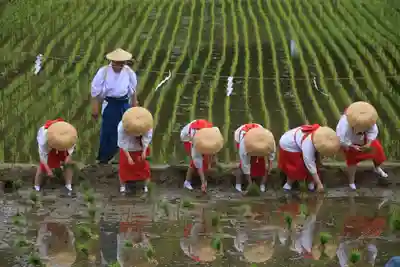高屋敷稲荷神社のお祭り