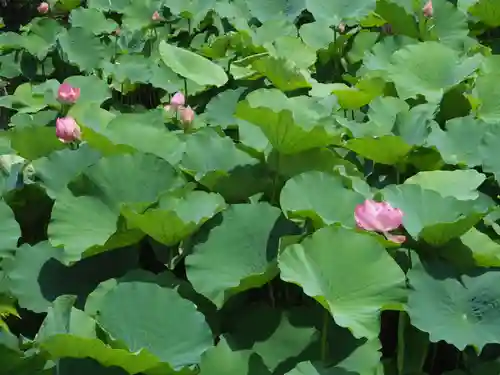 鶴岡八幡宮の自然