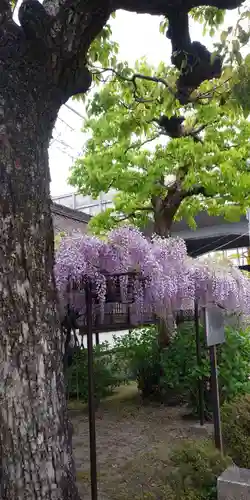 六孫王神社の自然