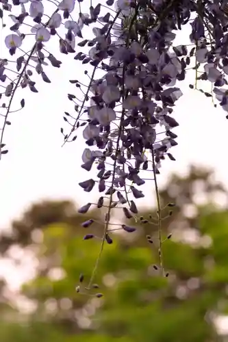 白山神社(新潟県)