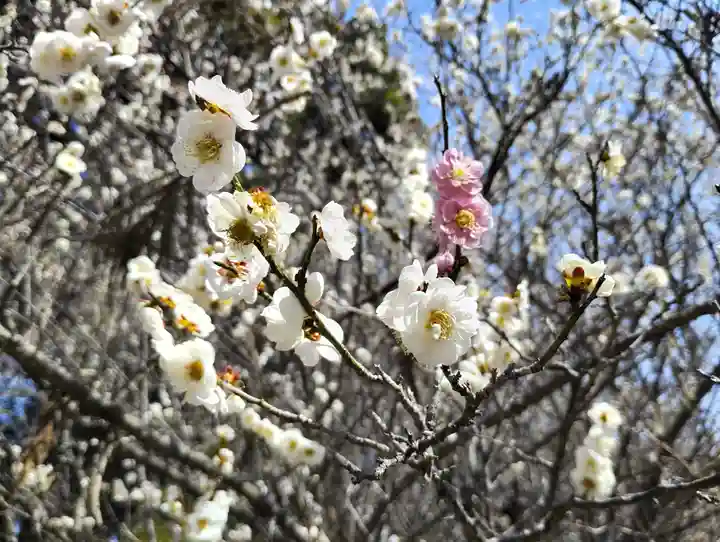 千代ケ岡八幡宮(栃木県)
