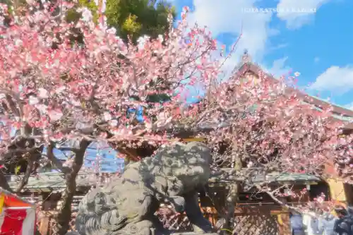 湯島天満宮(東京都)