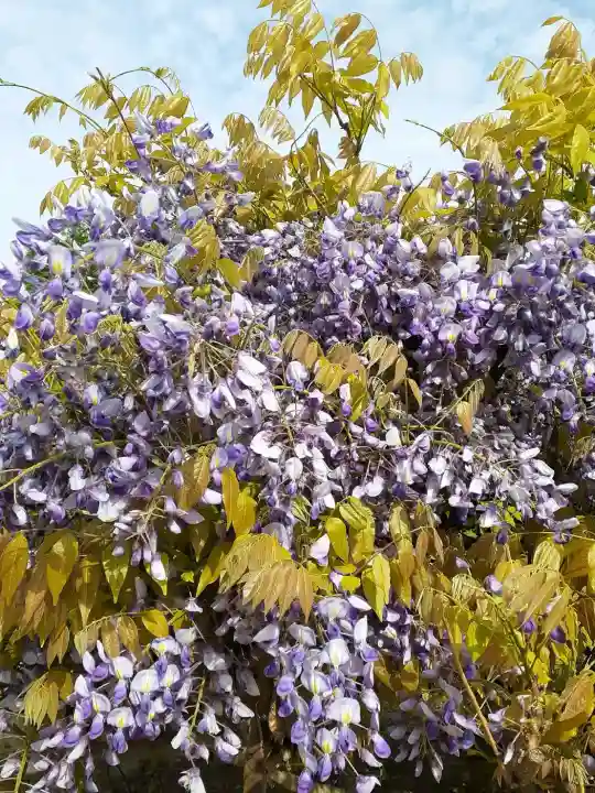 叡福寺の{uncategorized: "未分類", other: "その他", undefined: "問題あり", building: "その他建物", grave: "お墓", sacred_gate: "鳥居", guardian: "狛犬", statue: "像", buddha: "仏像", history: "歴史", nature: "自然", garden: "庭園", animal: "動物", pagoda: "塔", temizu: "手水舎", mountain_gate: "山門・神門", sanctuary: "本殿・本堂", subordinate: "末社・摂社", art: "芸術", scenery: "景色", jizo: "地蔵", ema: "絵馬", goshuin: "御朱印", omikuji: "おみくじ", items: "授与品その他", amulet: "お守り", goshuincho: "御朱印帳", eats: "食事", festival: "お祭り", votive_dance: "神楽", shichigosan: "七五三参", wedding: "結婚式", experience: "体験その他", initially: "初詣", around: "周辺", anti_infection: "感染症対策"}